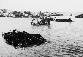 BOCA DE SAL
