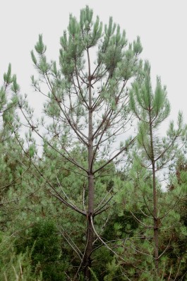 BOCA DE SAL