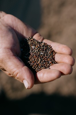 BOCA DE SAL — ARQUIVO EXPANDIDO