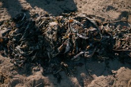 BOCA DE SAL — ARQUIVO EXPANDIDO
