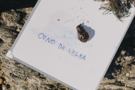 BOCA DE SAL — ARQUIVO EXPANDIDO